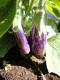 How To Grow Hanging Eggplants             